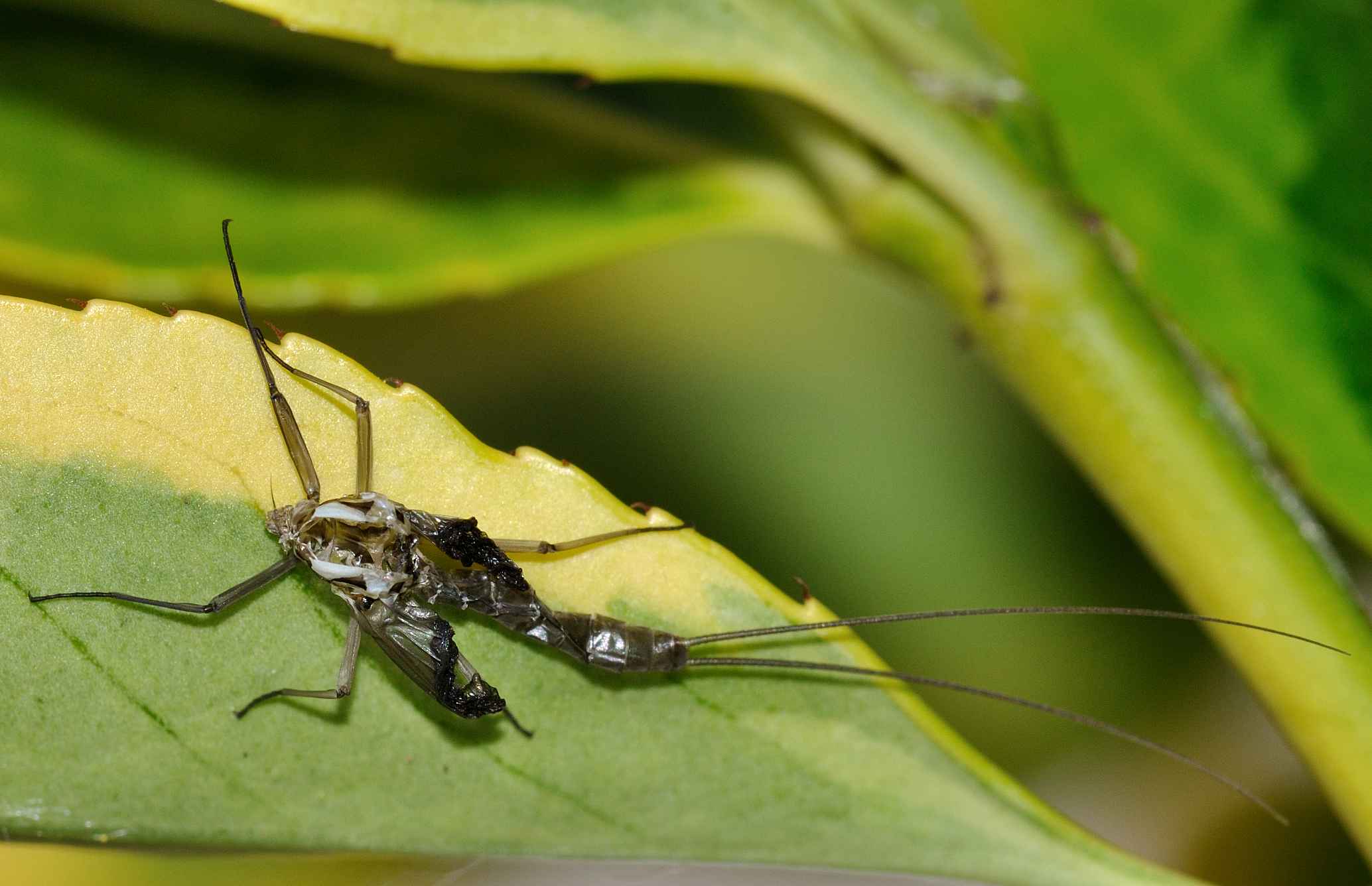 Heptageniidae - Electrogena lateralis